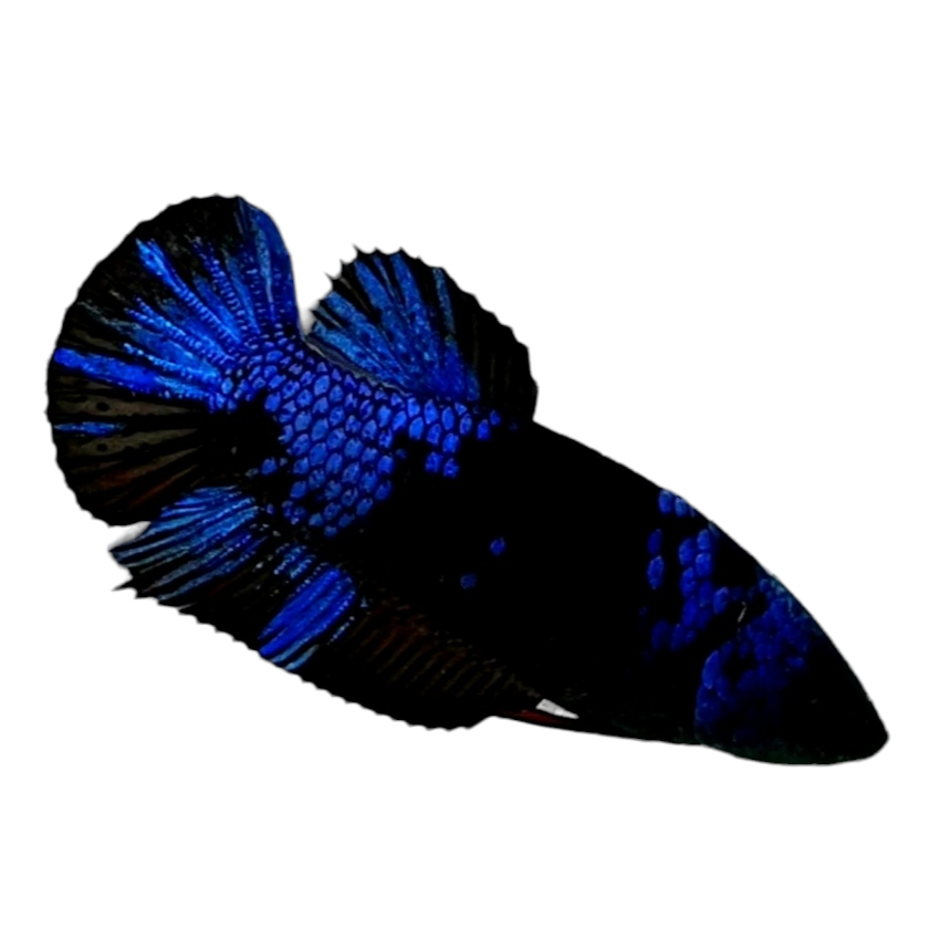 Black Star Blue Galaxy HMPK Female For Sorority Tank/Breed