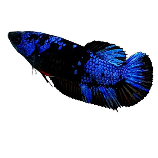 Black Star Blue Galaxy HMPK Female For Sorority Tank/Breed