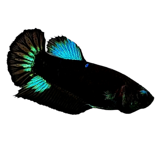 Black Light Green HMPK Female For Sorority Tank/Breed