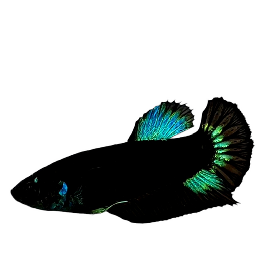 Black Light Green HMPK Female For Sorority Tank/Breed