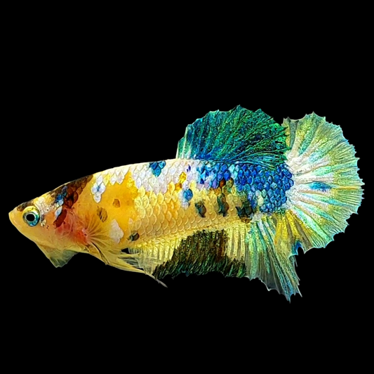 Yellow Galaxy Green Gold HMPK Female For Sorority Tank/Breed