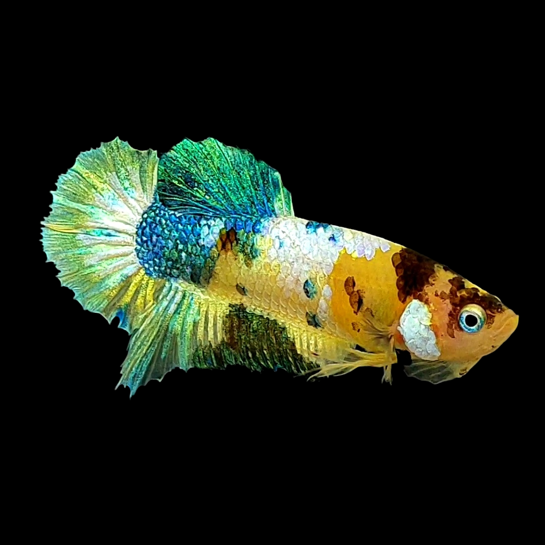 Yellow Galaxy Green Gold HMPK Female For Sorority Tank/Breed