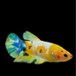 Yellow Galaxy Green Gold HMPK Female For Sorority Tank/Breed