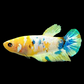 Yellow Galaxy Green Gold HMPK Female For Sorority Tank/Breed