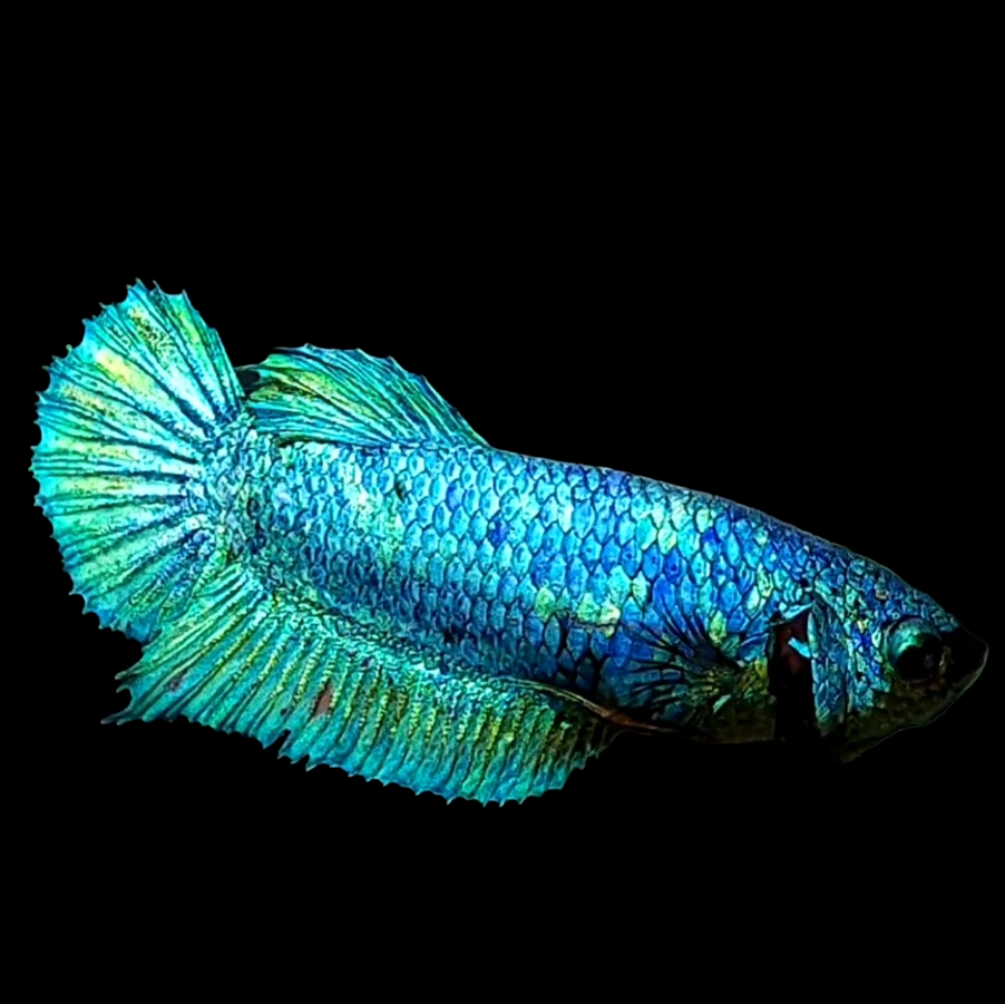 Avatar HMPK Female For Sorority Tank/Breed