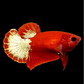 Red Gold HMPK Female For Sorority Tank/Breed