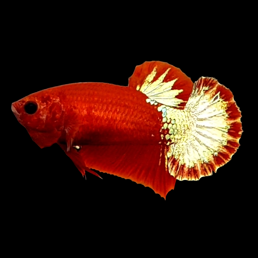 Red Gold HMPK Female For Sorority Tank/Breed