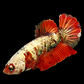 Red Koi Copper Gold HMPK Female For Sorority Tank/Breed