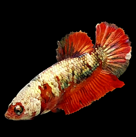 Red Koi Copper Gold HMPK Female For Sorority Tank/Breed