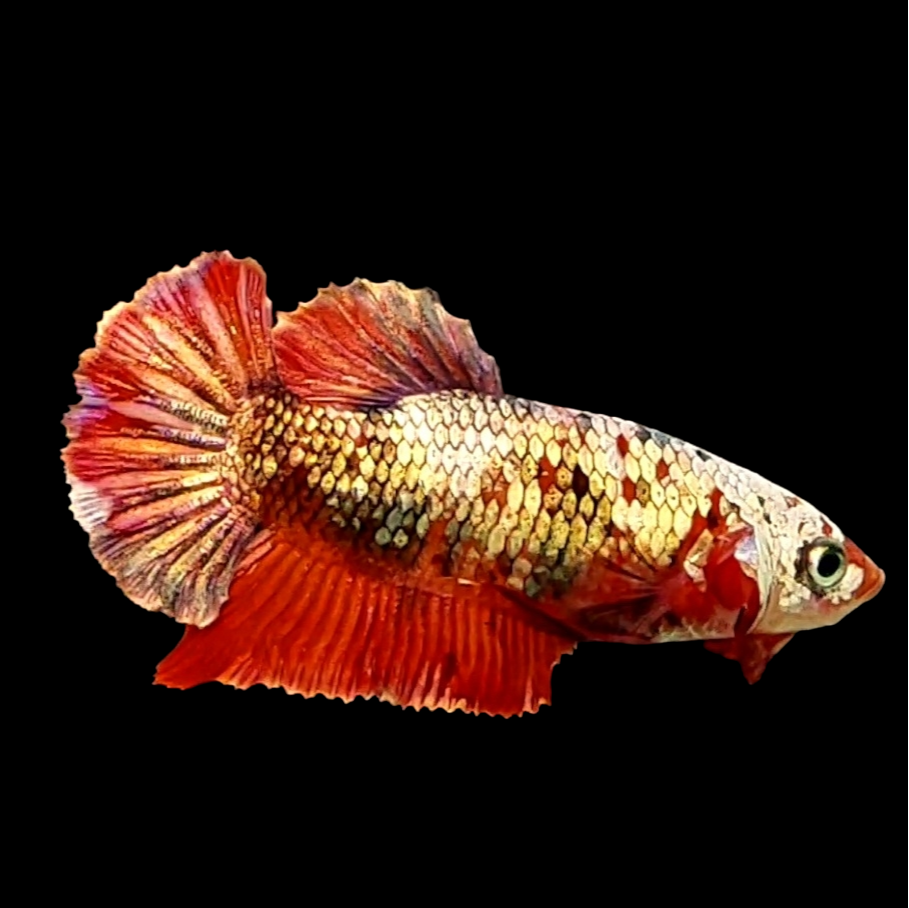 Red Koi Copper Gold HMPK Female For Sorority Tank/Breed