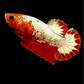 Red Head Fancy Copper HMPK Female For Sorority Tank/Breed