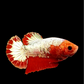 Red Head Fancy Copper HMPK Female For Sorority Tank/Breed