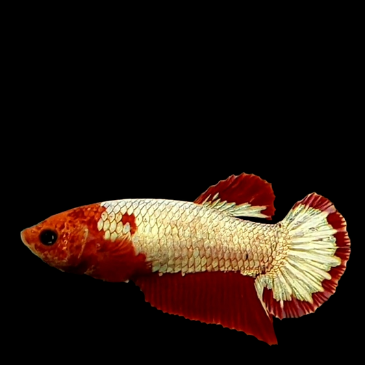 Red Head Fancy Copper HMPK Female For Sorority Tank/Breed