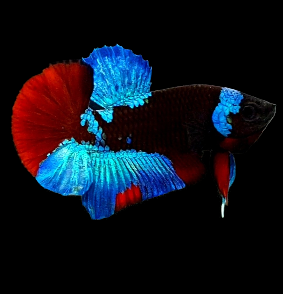 Black Light Blue Red HMPK Male