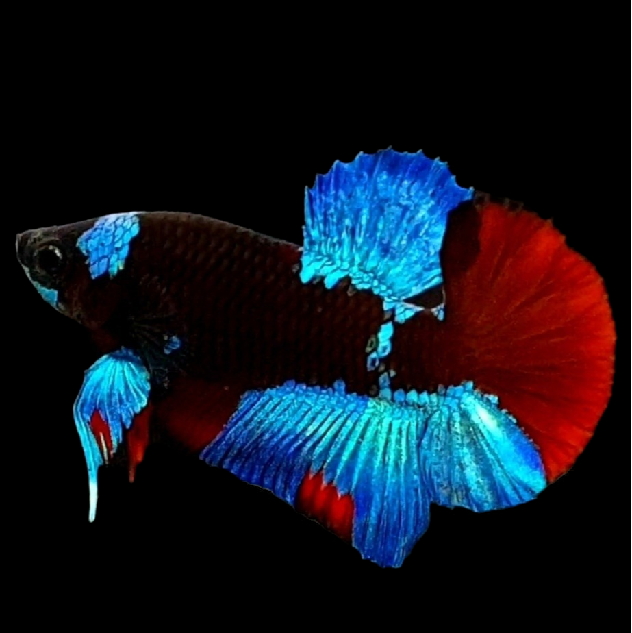 Black Light Blue Red HMPK Male