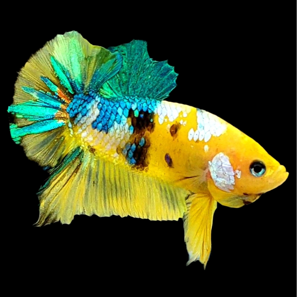 Yellow Galaxy Green HMPK Male