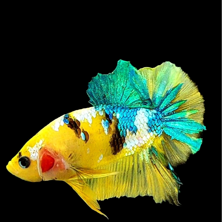 Yellow Galaxy Green HMPK Male