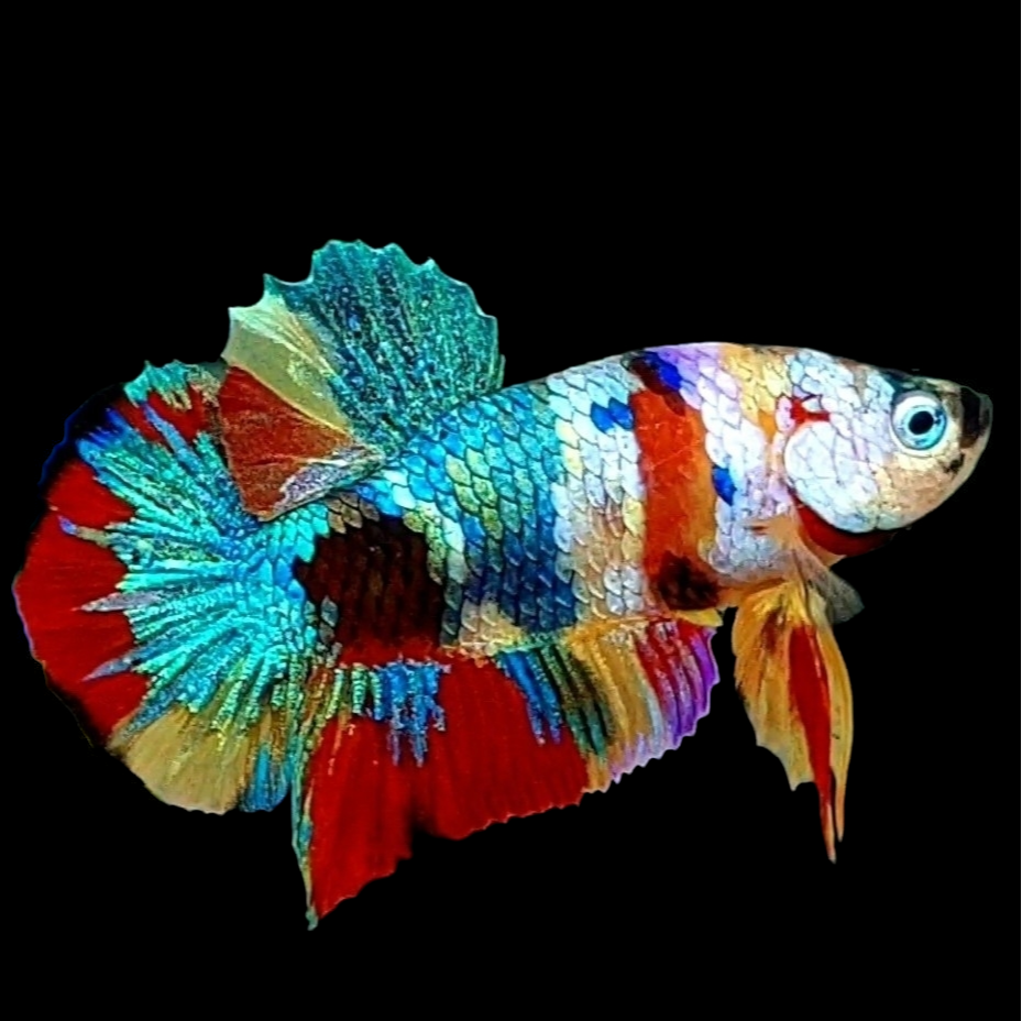 Multicolor Galaxy HMPK Male