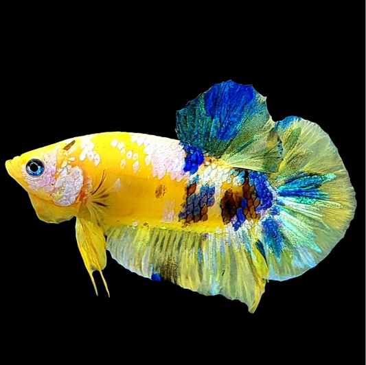 Yellow Galaxy Gold Blue HMPK Male