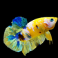 Yellow Galaxy Gold Blue HMPK Male