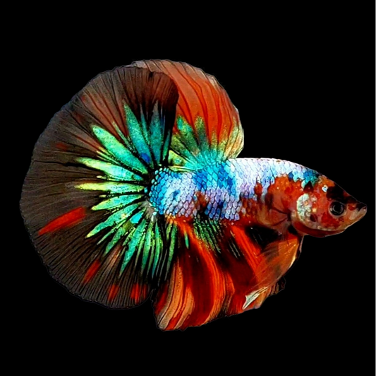 Multicolor Galaxy Halfmoon Male