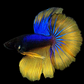 Blue Samurai Mustard Gass Halfmoon Male