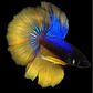 Blue Samurai Mustard Gass Halfmoon Male