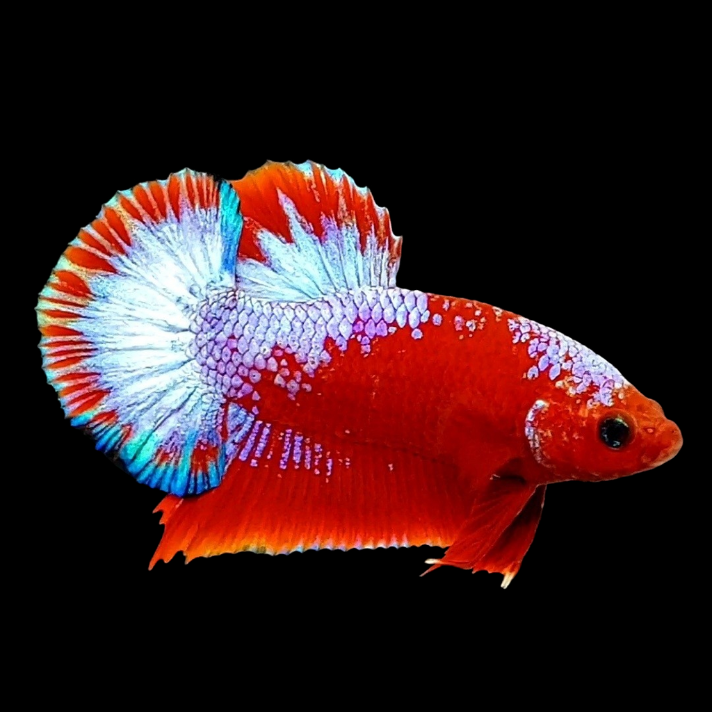Red Hellboy HMPK Male