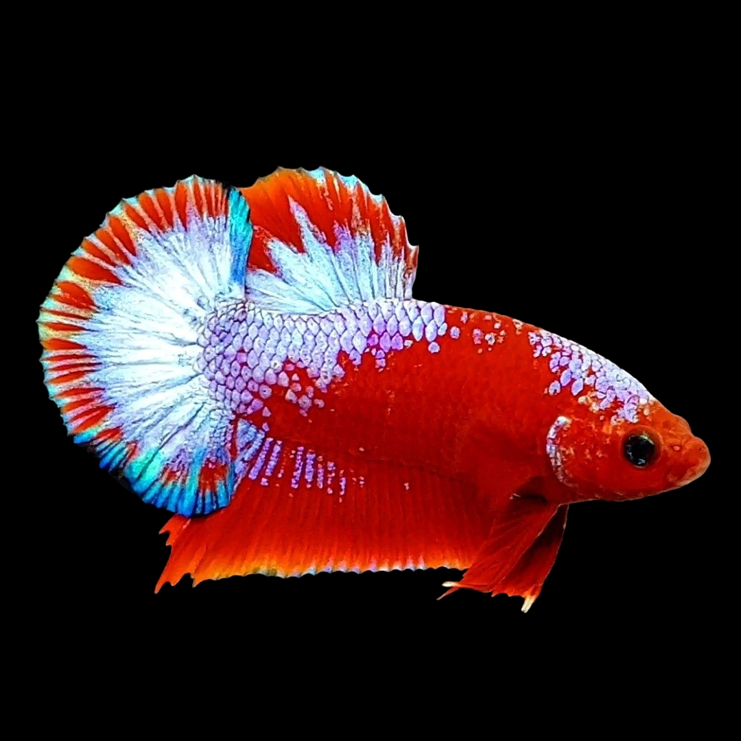 Red Hellboy HMPK Male