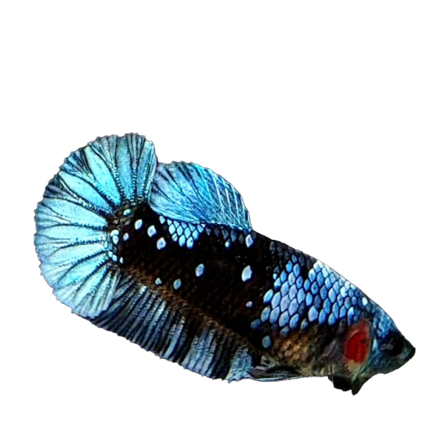 Amarillo cobre púrpura Koi Galaxy HMPK hembra para hermandad de mujeres tanque/raza