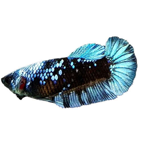 Avatar Black Star Grey Galaxy HMPK Female For Sorority Tank/Breed