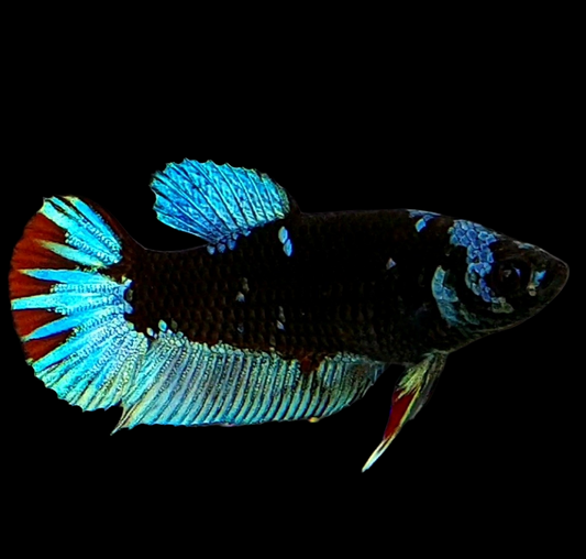 Black Star Turquoise Red Galaxy HMPK Female For Sorority Tank/Breed