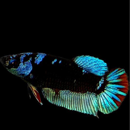 Black Star Turquoise Red Galaxy HMPK Female For Sorority Tank/Breed