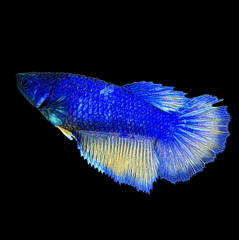 Blue Mustard Gass Halfmoon Female For Sorority Tank/Breed