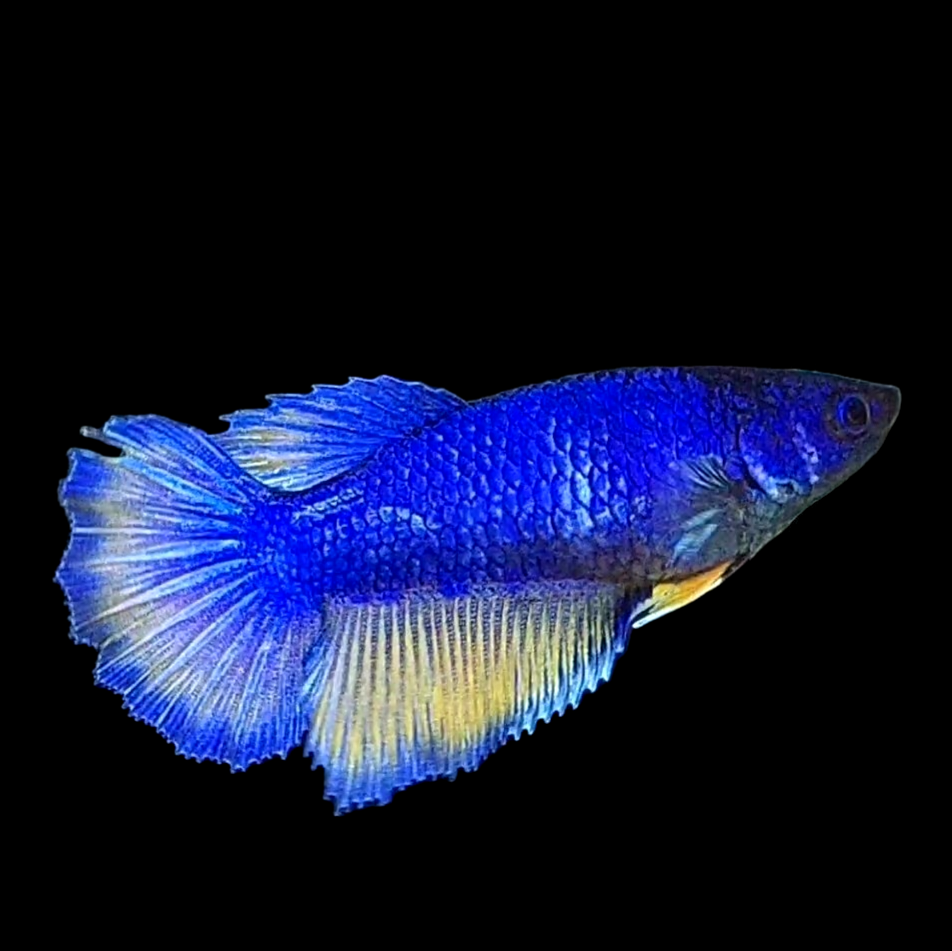 Blue Mustard Gass Halfmoon Female For Sorority Tank/Breed