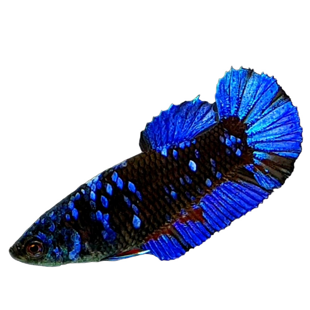 Avatar Gordon Black Star Blue Galaxy HMPK Female For Sorority Tank/Breed