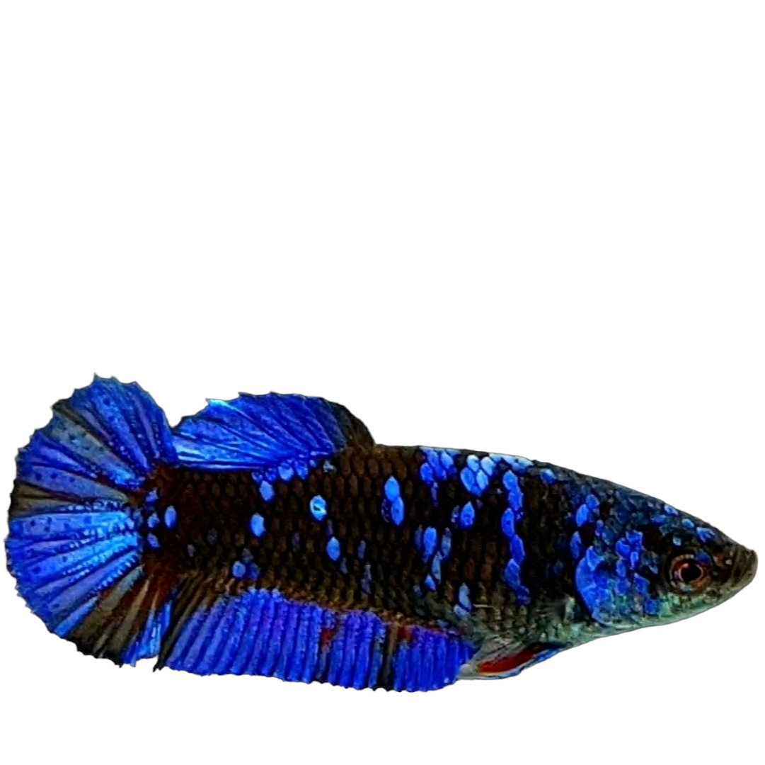Avatar Gordon Black Star Blue Galaxy HMPK Female For Sorority Tank/Breed