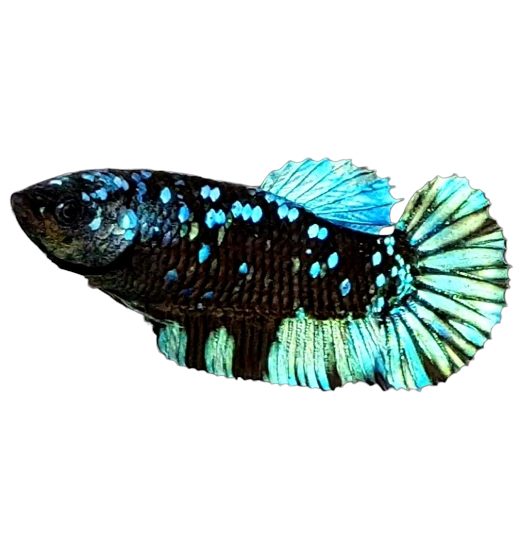 Black Star Turquoise Galaxy HMPK Female For Sorority Tank/Breed