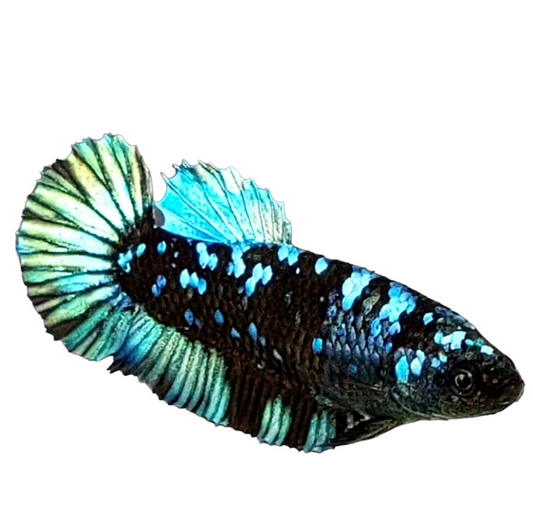 Black Star Turquoise Galaxy HMPK Female For Sorority Tank/Breed