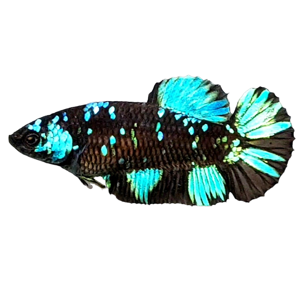 Avatar Gordon Black Star Turquoise Galaxy HMPK Female For Sorority Tank/Breed