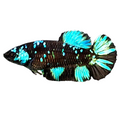Avatar Gordon Black Star Turquoise Galaxy HMPK Female For Sorority Tank/Breed