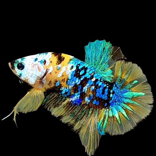 Yellow Galaxy Tiger Blue Green HMPK Male