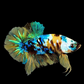 Yellow Galaxy Tiger Blue Green HMPK Male