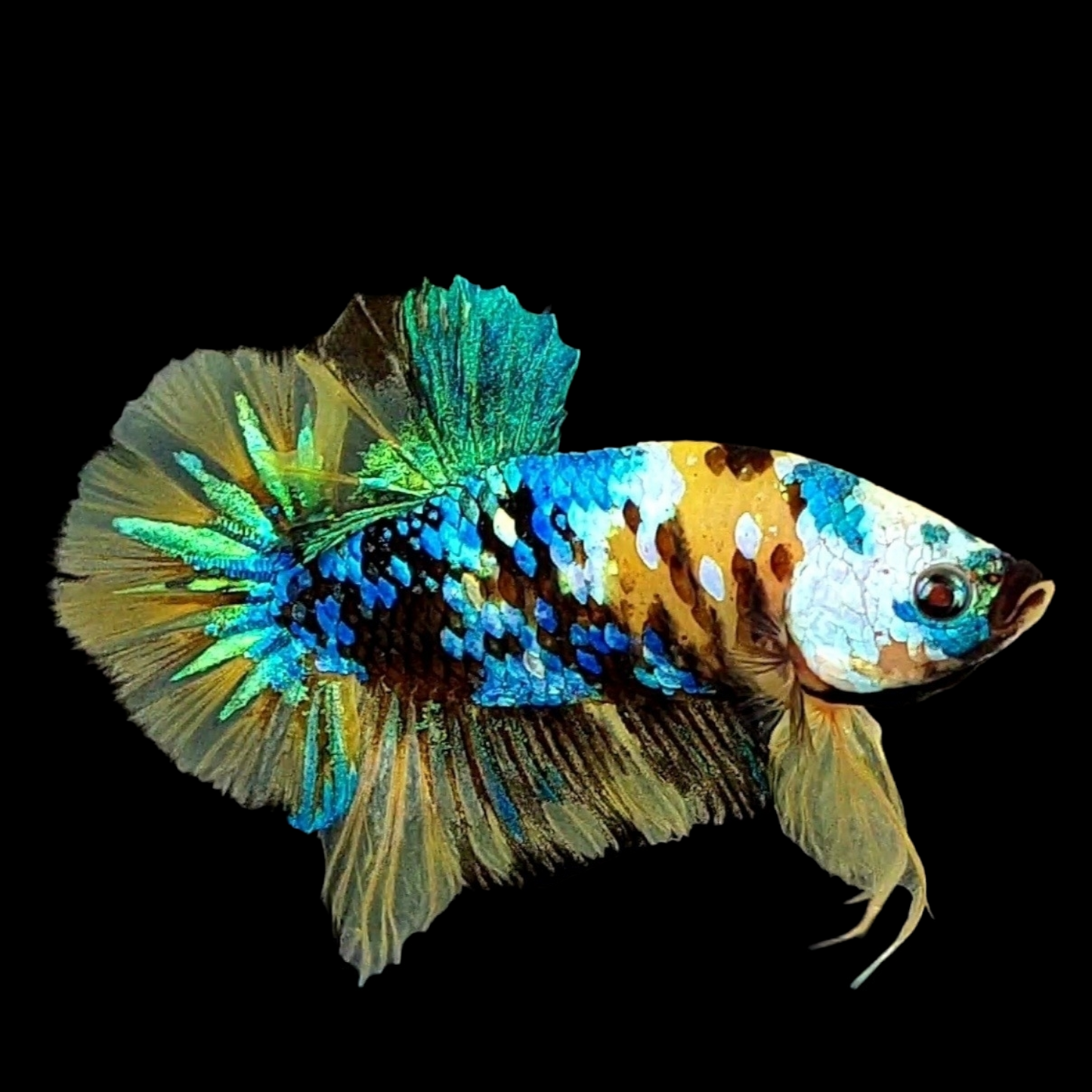 Yellow Galaxy Tiger Blue Green HMPK Male