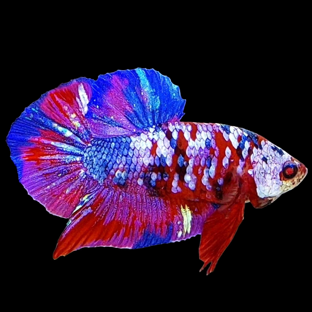 Multicolor Red Koi Purple Galaxy HMPK Male