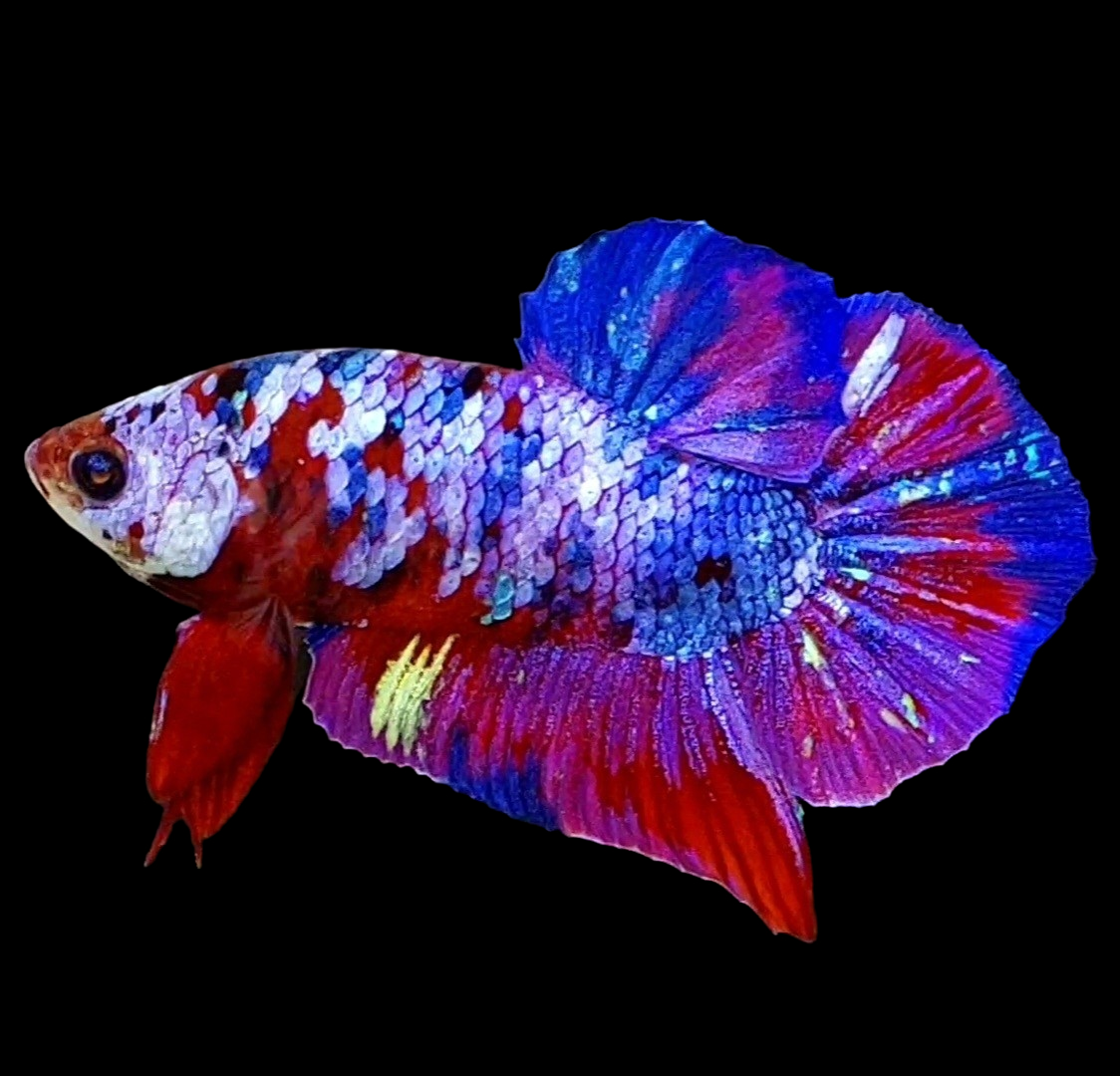 Multicolor Red Koi Purple Galaxy HMPK Male