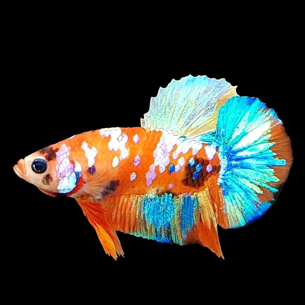 Multicolor Orange Galaxy HMPK Male