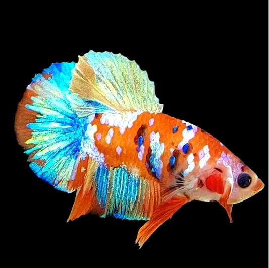 Multicolor Orange Galaxy HMPK Male