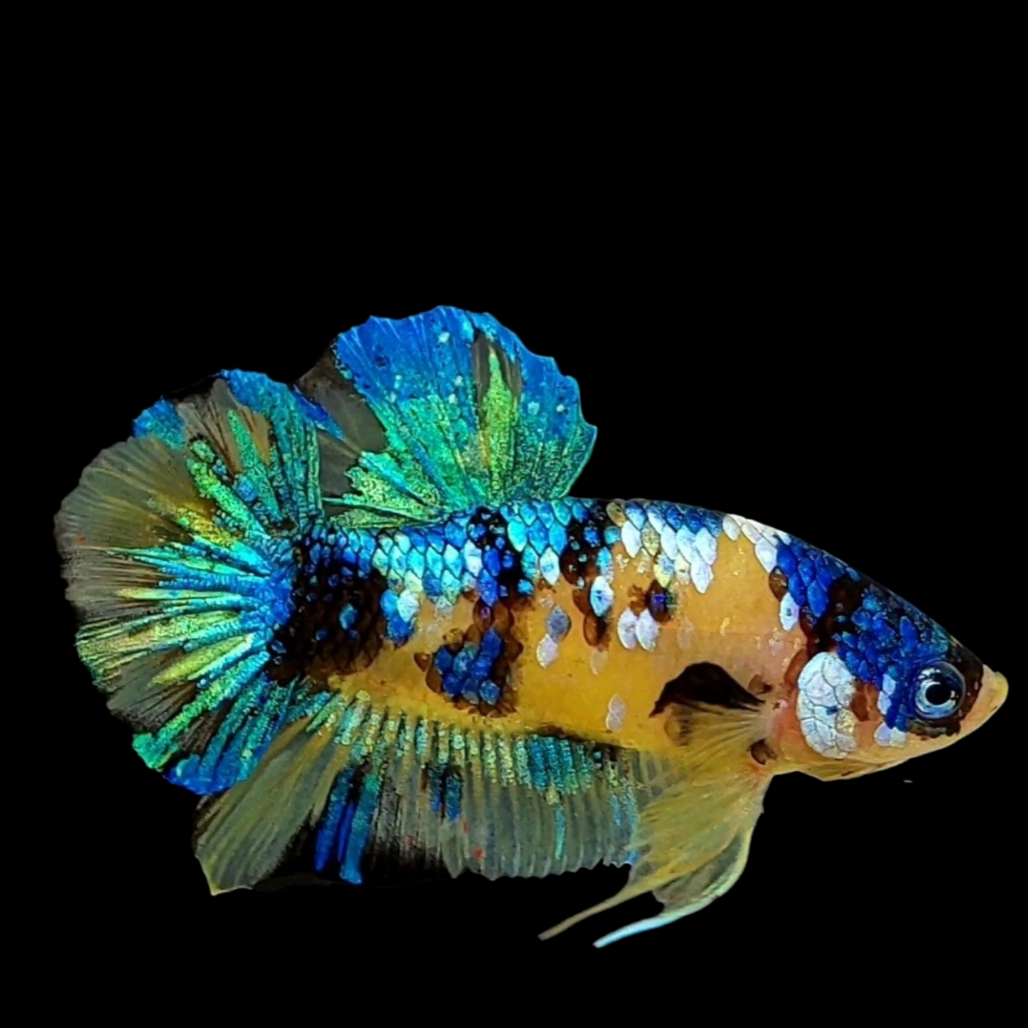 Yellow Galaxy Blue Green HMPK Male