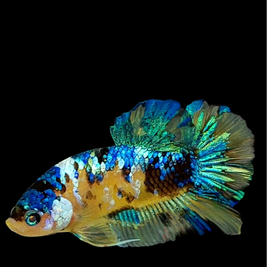 Yellow Galaxy Blue Green HMPK Male